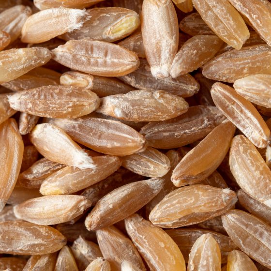 spelt seeds texture as food background. Spelt seeds pattern top view or flat lay