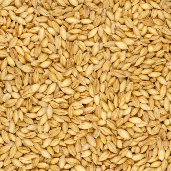 Hulless barley grains background and surface